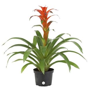 bromeliad plant