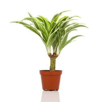 Dracaena plant in a pot on a white background