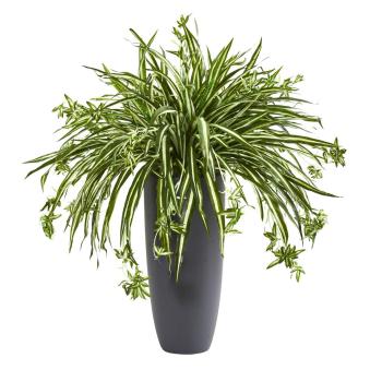 spider plant